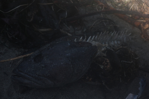 Alaska ling cod (Ophiodon elongatus) — Hexagrammidae