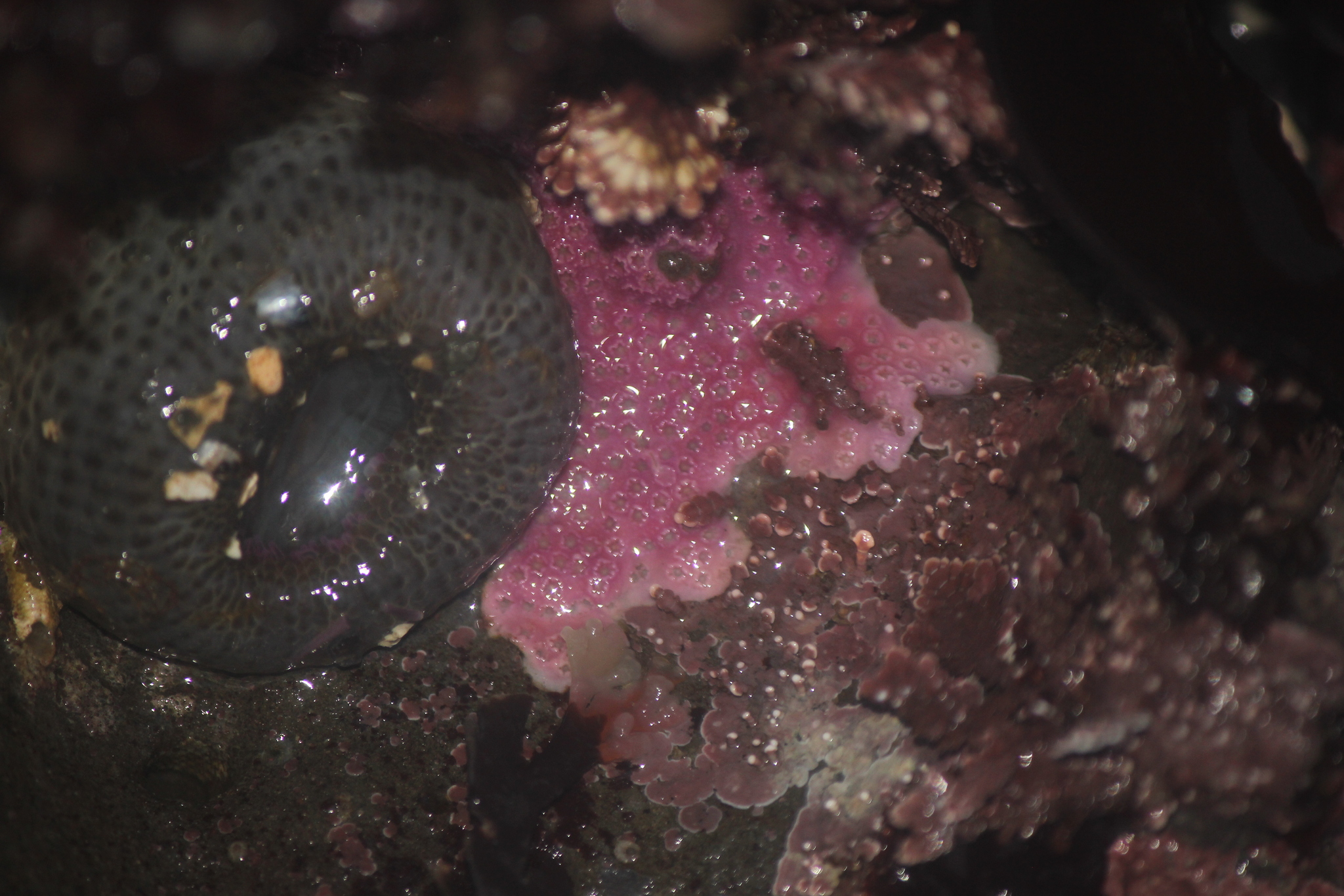 Stylantheca papillosa (Dall, 1884)