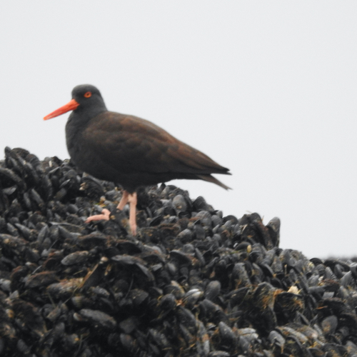 Black Oystercatcher (Haematopus bachmani), photo 5