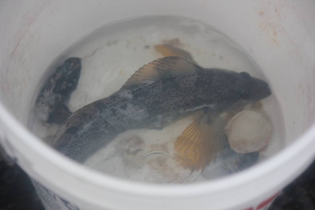 Greenling (Hexagrammos decagrammus) — Hexagrammidae