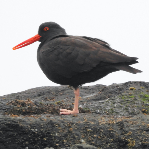 Black Oystercatcher (Haematopus bachmani), photo 6