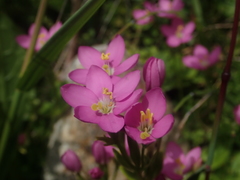 Centaurium cachanlahuen