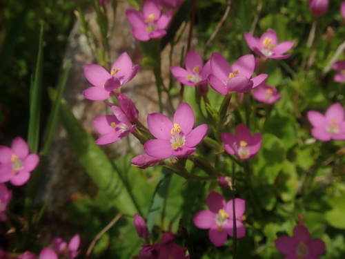 Centaurium cachanlahuen (Centaurium cachanlahuen)