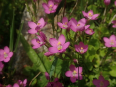 Centaurium cachanlahuen