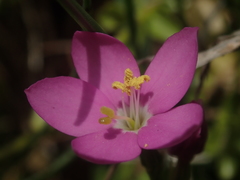 Centaurium cachanlahuen