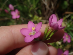 Centaurium cachanlahuen