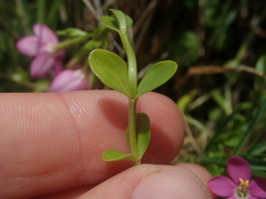 Centaurium cachanlahuen