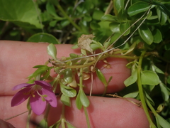 Centaurium cachanlahuen