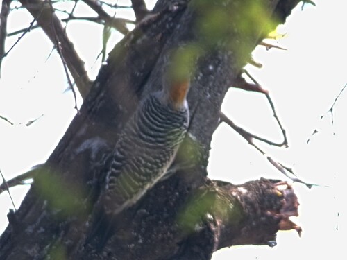 Golden-fronted Woodpecker (Melanerpes aurifrons), photo 4