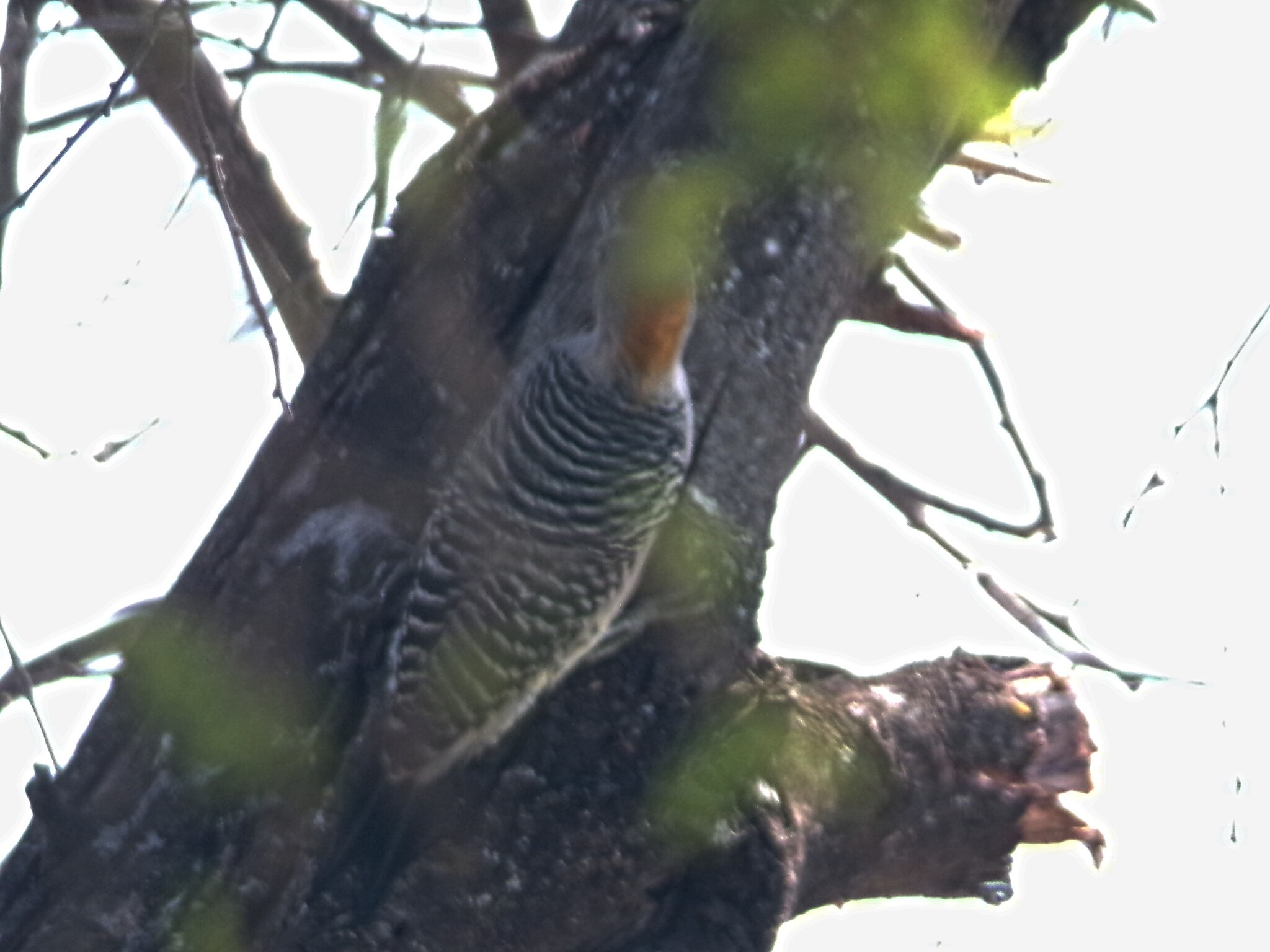 Golden-fronted Woodpecker (Melanerpes aurifrons), photo 4