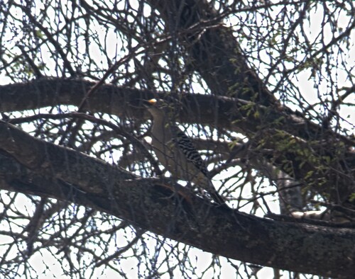 Golden-fronted Woodpecker (Melanerpes aurifrons), photo 7