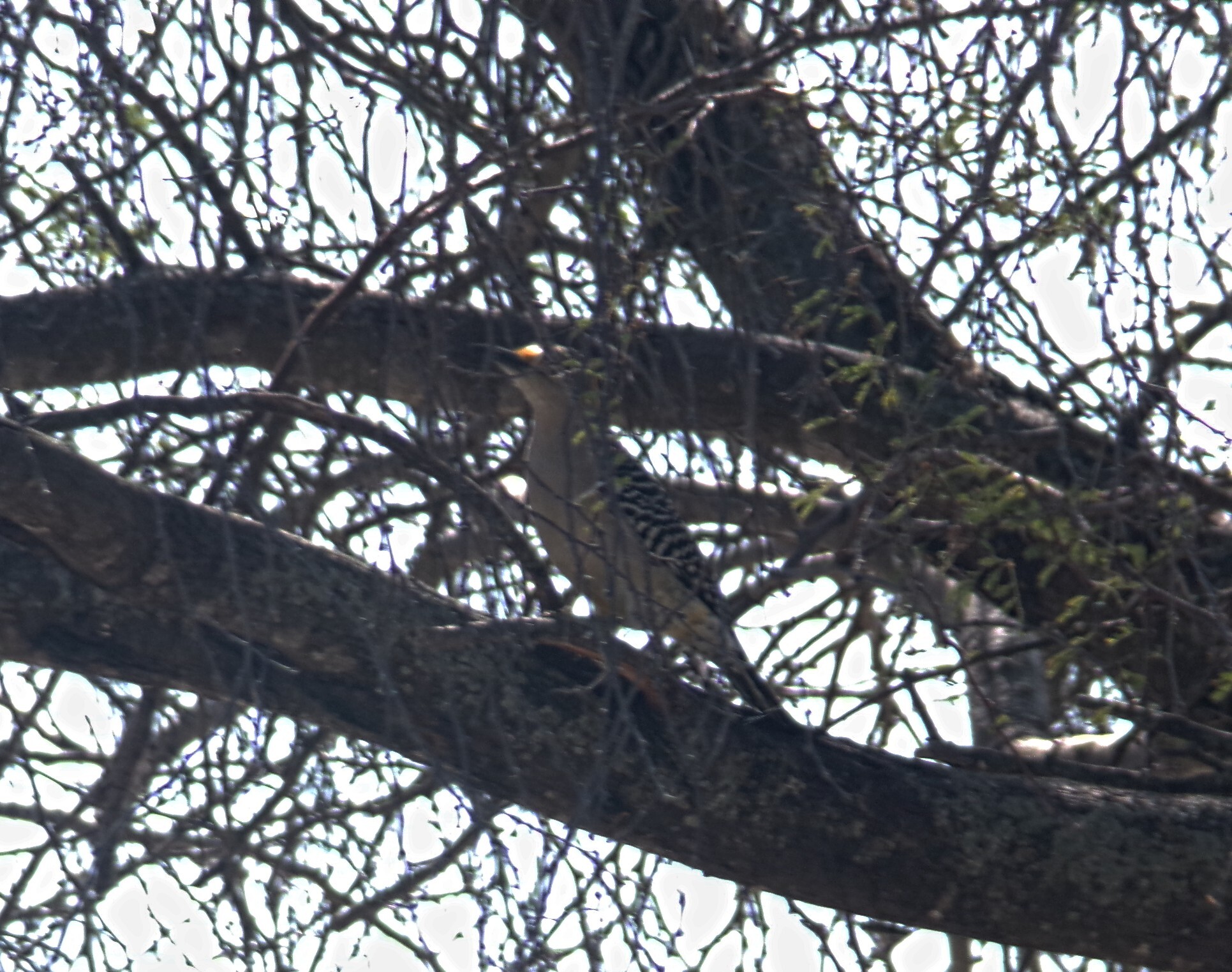 Golden-fronted Woodpecker (Melanerpes aurifrons), photo 7