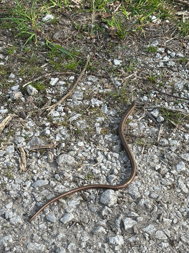 iNaturalist observation photo of Slender Glass Lizard