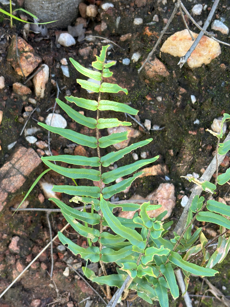Pellaea longipilosa