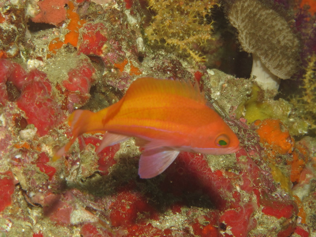 Townsend's Anthias