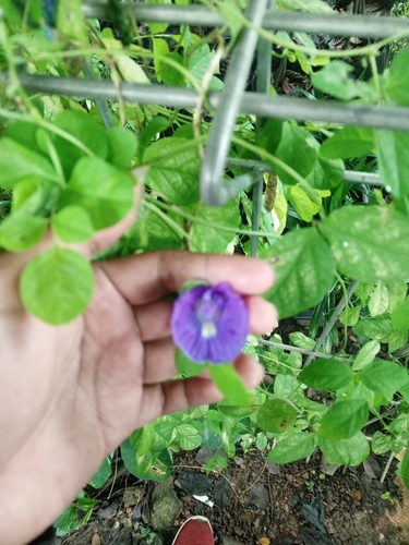 Clitoria ternatea