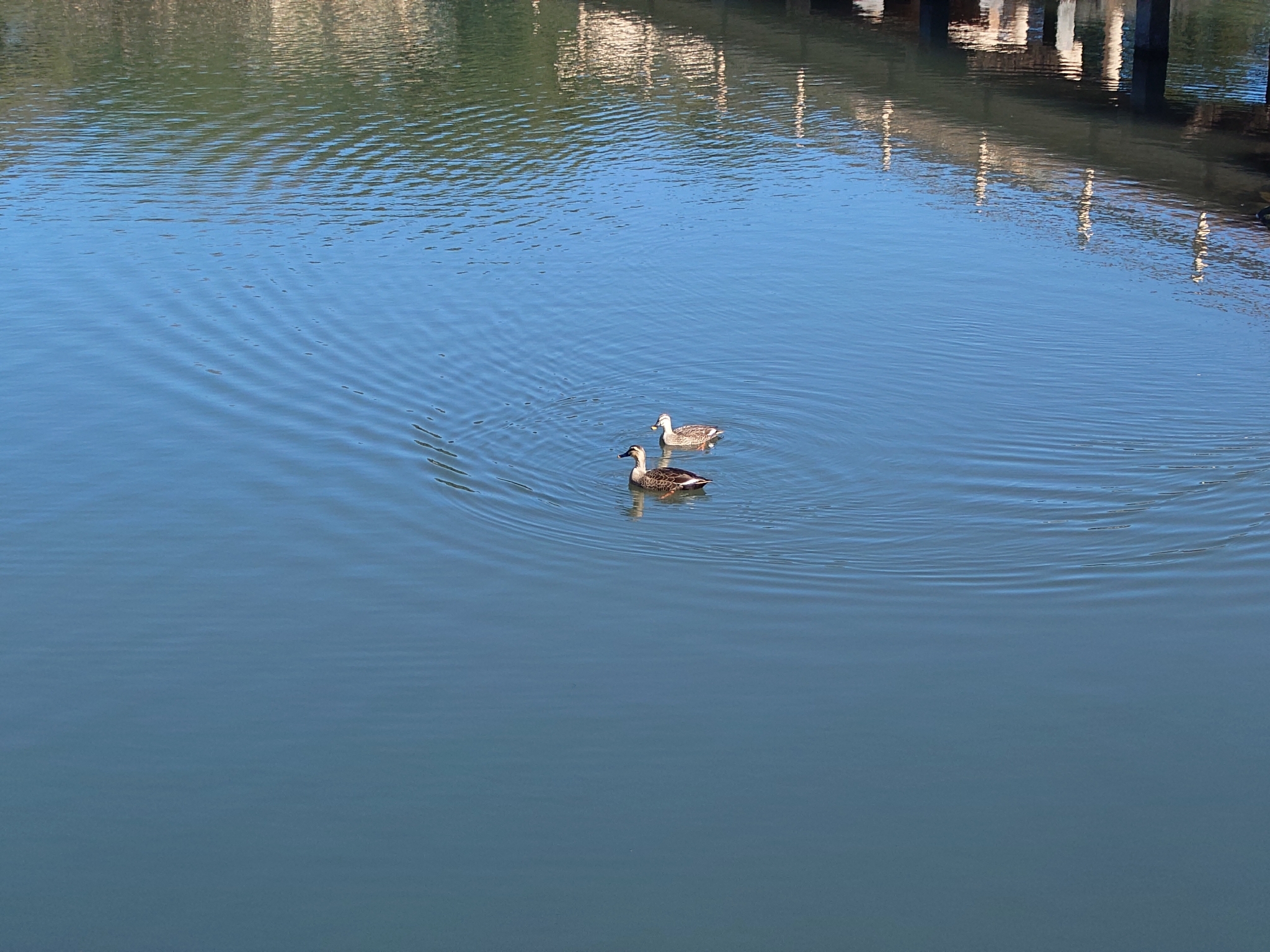 Eastern Spot-billed Duck (Anas zonorhyncha), photo 3