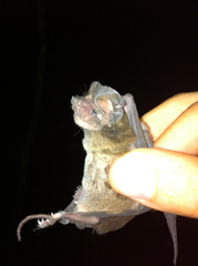 Nyctinomops laticaudatus