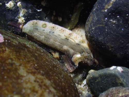 Reef finspot (Paraclinus integripinnis) — Labrisomidae — 4