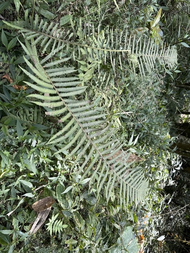Thelypteris esquirolii iNat (1)