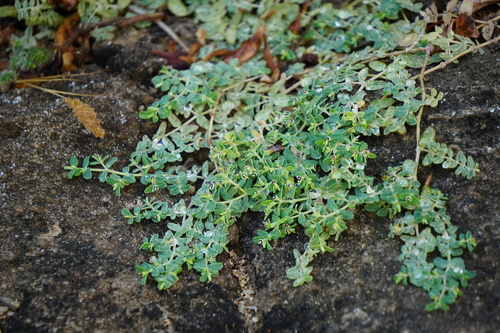 Euphorbia recurva observed 2025-06-28
