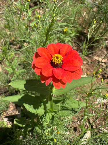 Peruvian zinnia