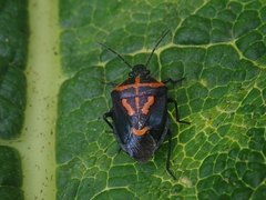 Comperocoris roehneri