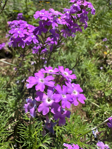 South American mock vervain