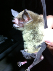 Pteronotus parnellii