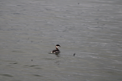 Horned Grebe (Podiceps auritus), photo 7