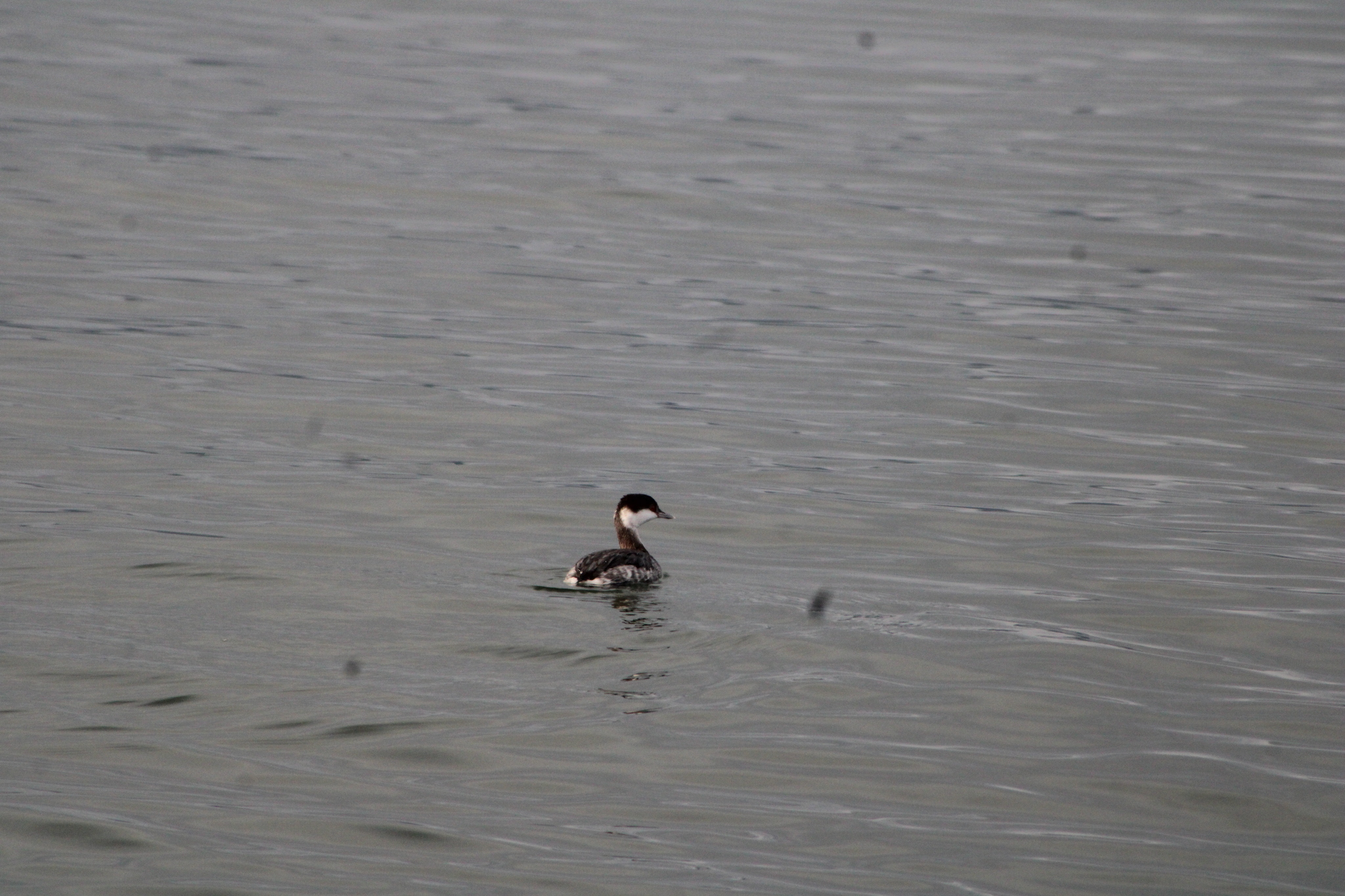 Horned Grebe (Podiceps auritus), photo 7