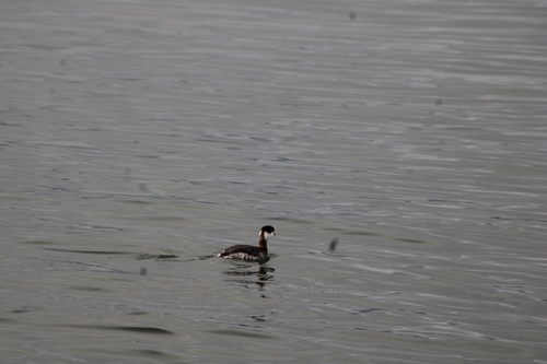Horned Grebe (Podiceps auritus), photo 8