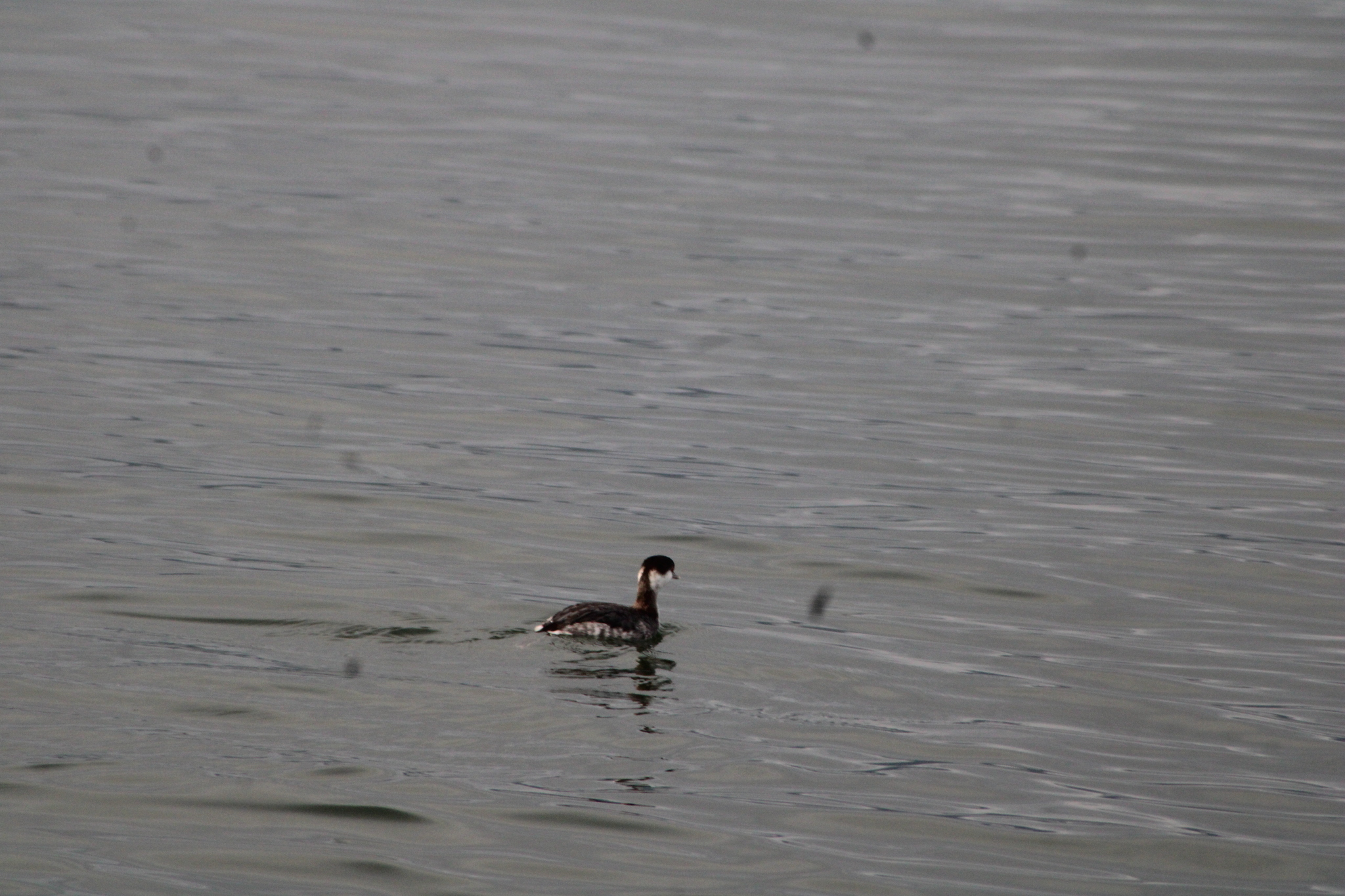 Horned Grebe (Podiceps auritus), photo 8