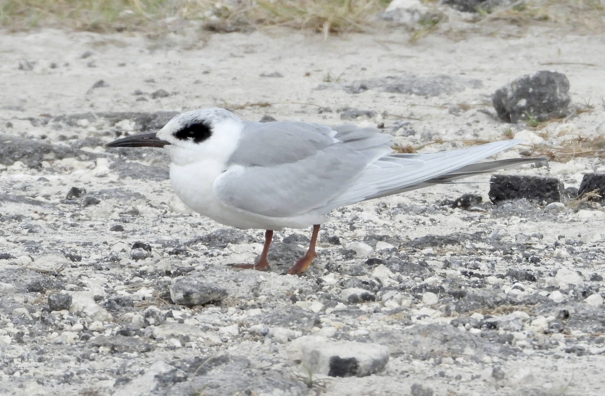 Forster's Tern (Sterna forsteri), photo 2