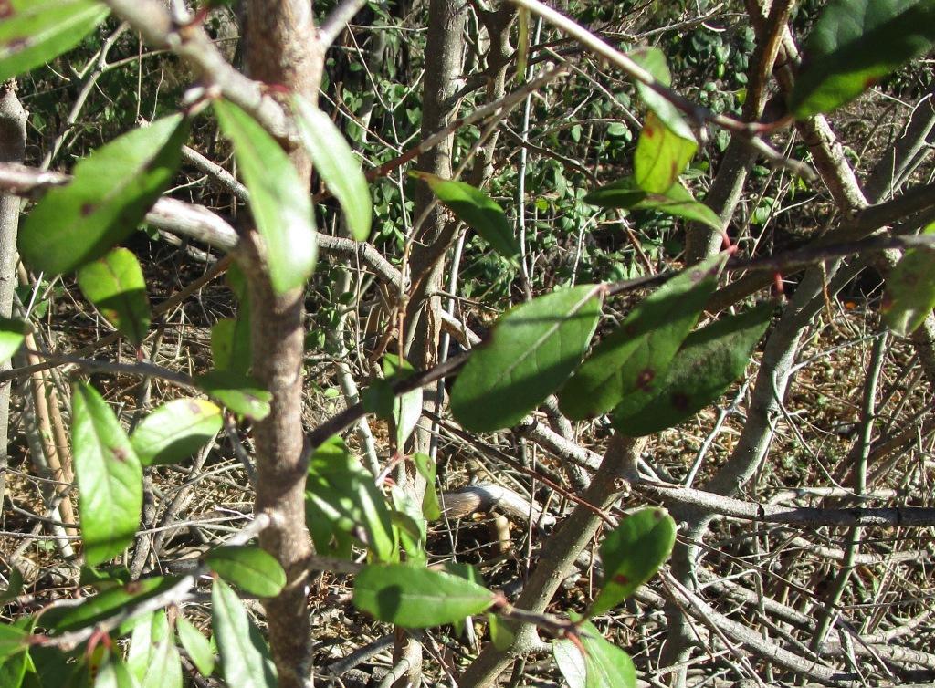 Imagem de Sideroxylon lanuginosum