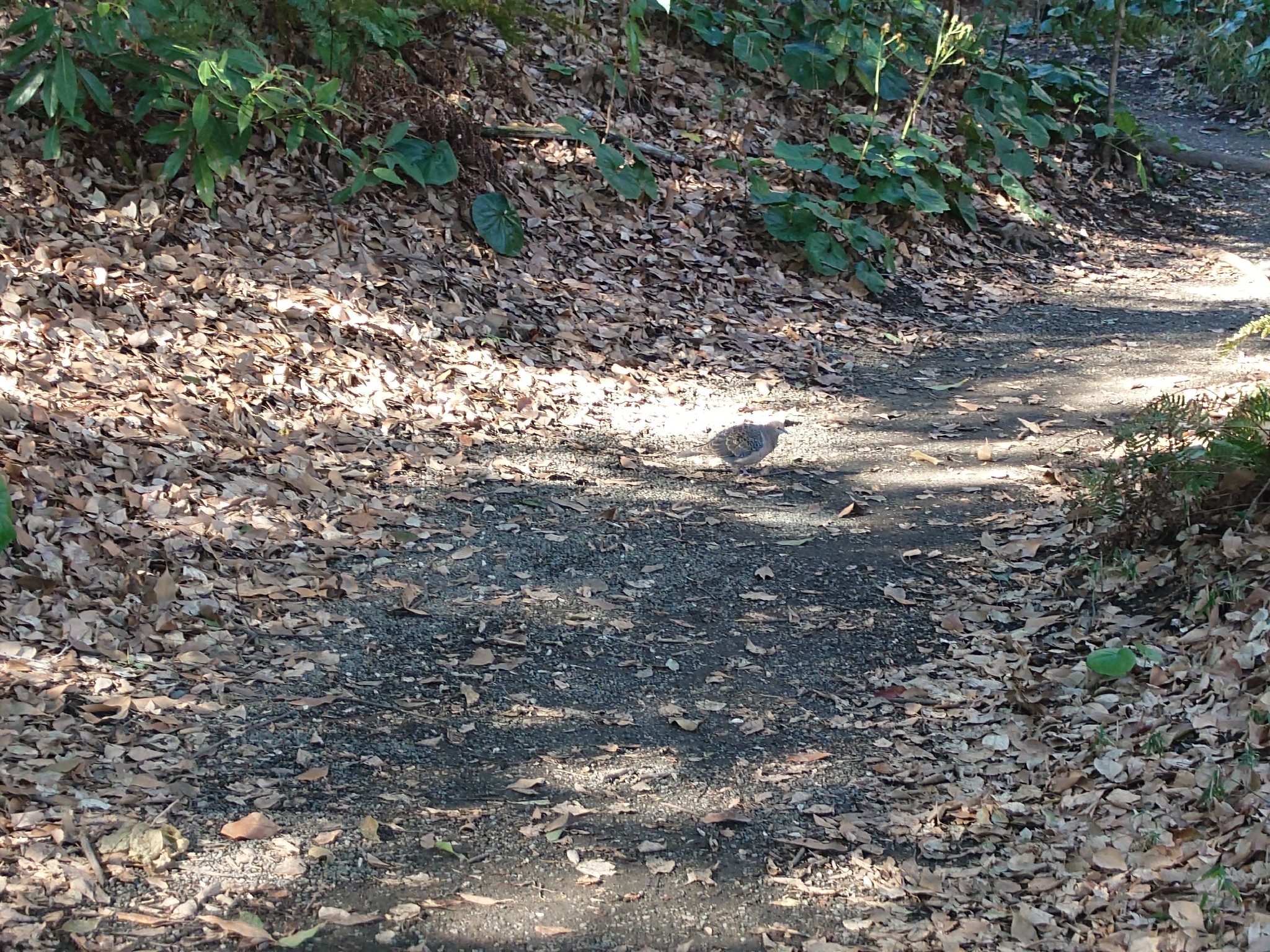 Oriental Turtle Dove (Streptopelia orientalis), photo 3