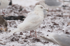 Larus glaucoides glaucoides
