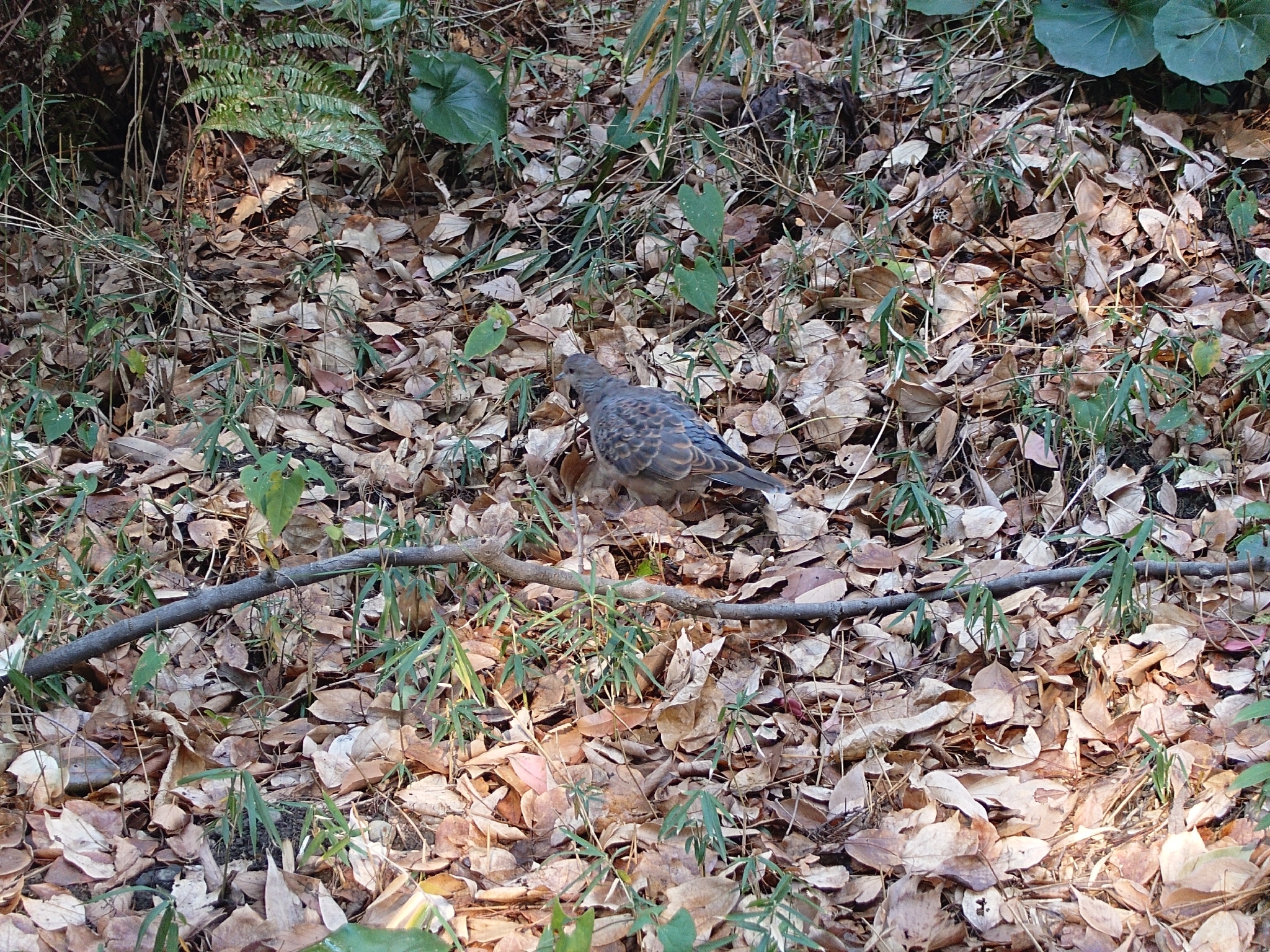 Oriental Turtle Dove (Streptopelia orientalis), photo 4