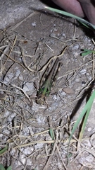 Rhammatocerus pictus