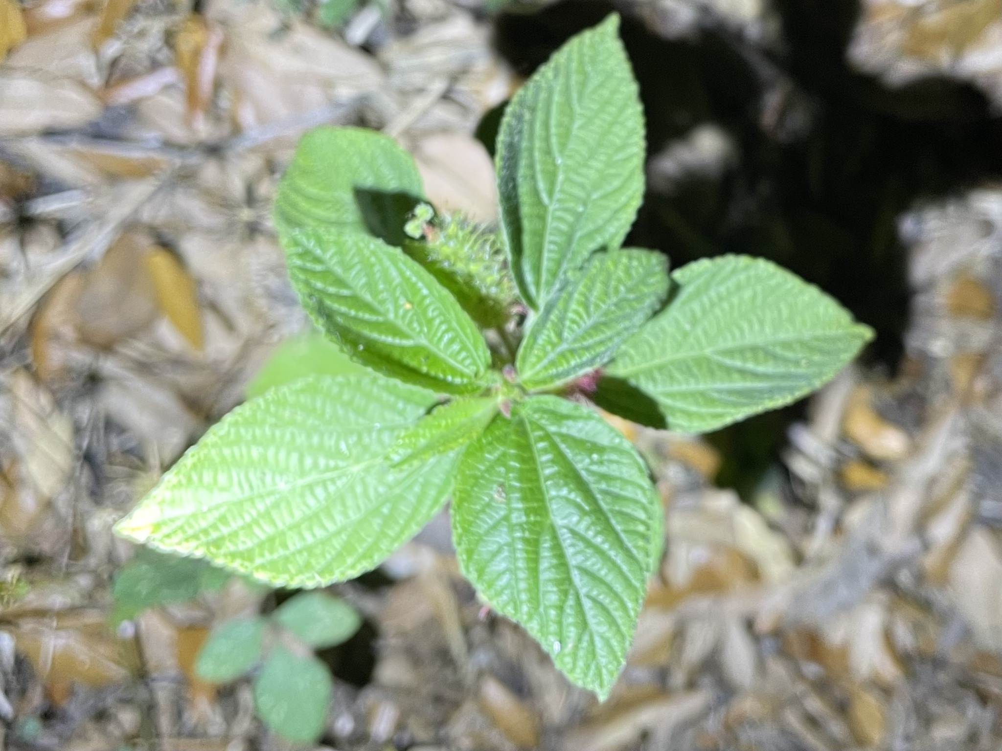 Acalypha arvensis Poepp.