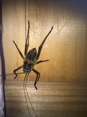 Acanthoplus