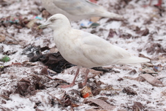 Larus glaucoides glaucoides