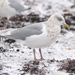 Kumlien's Gull - Photo (c) Liam Singh, some rights reserved (CC BY-NC), uploaded by Liam Singh
