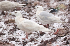 Larus glaucoides glaucoides