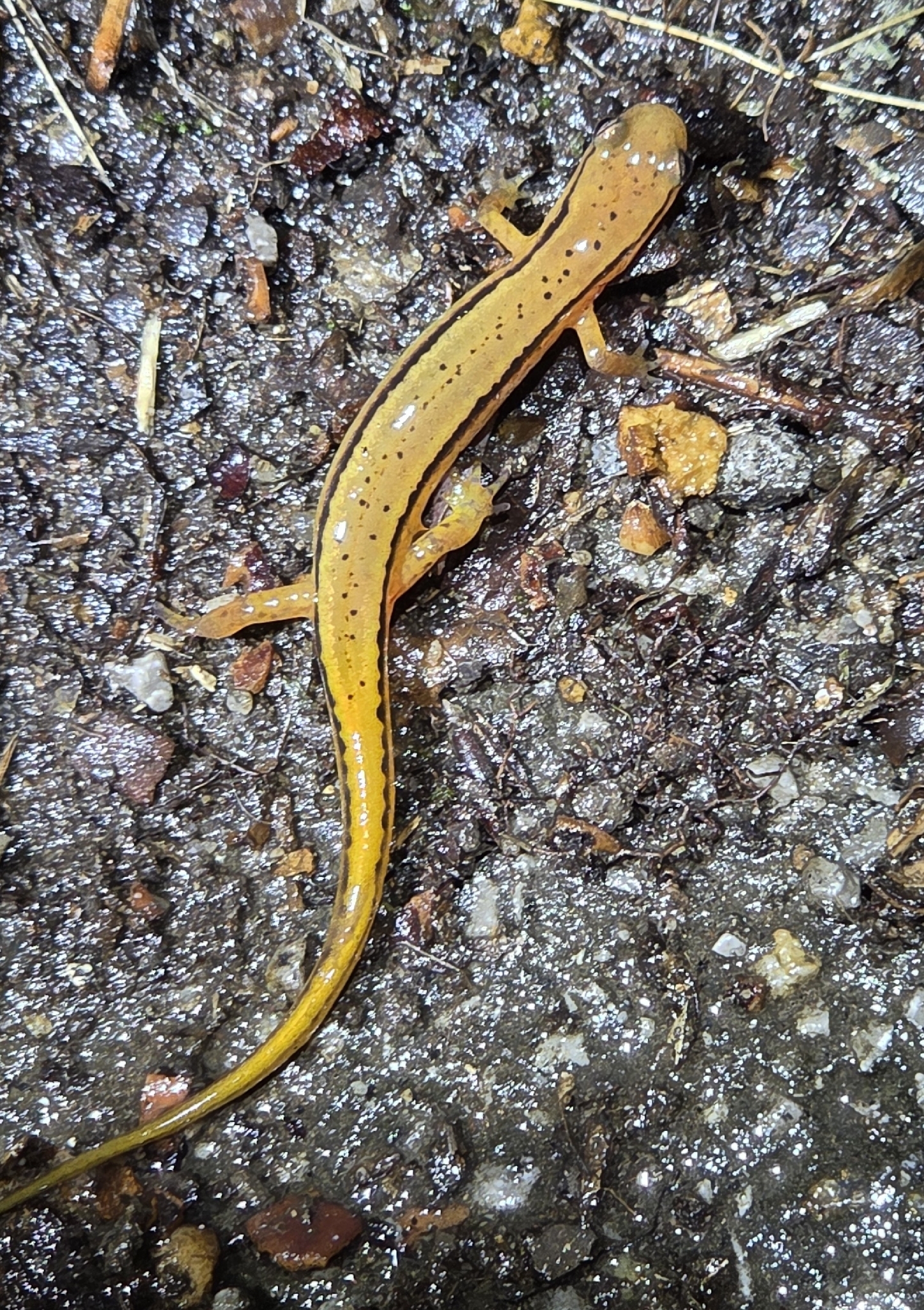 Eurycea cirrigera (Green, 1831)