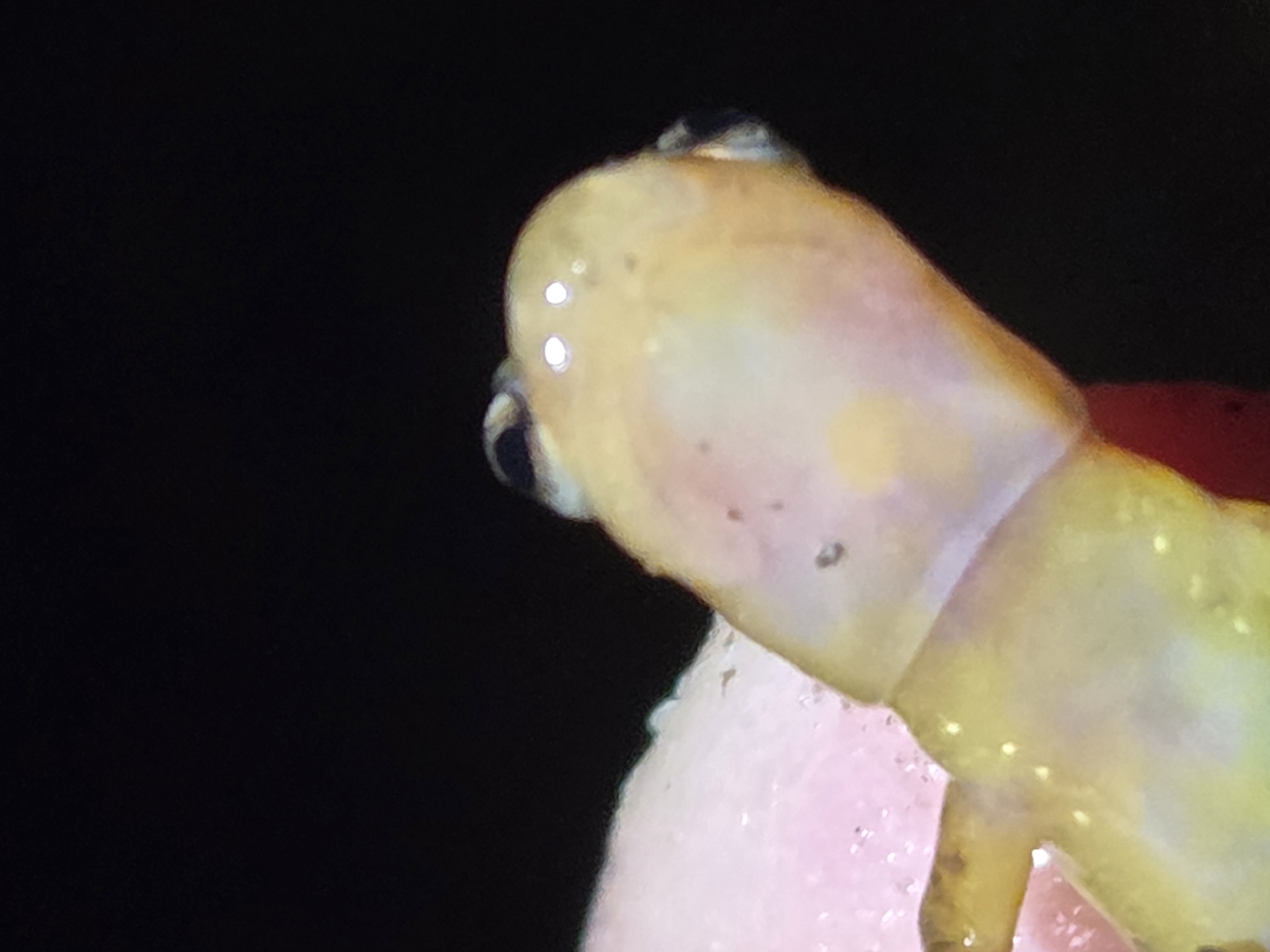 Eurycea cirrigera (Green, 1831)