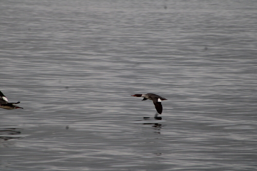 Common Merganser (Mergus merganser), photo 8