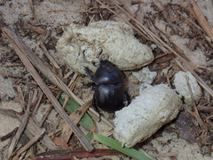 Mycotrupes gaigei