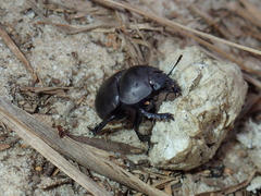 Mycotrupes gaigei