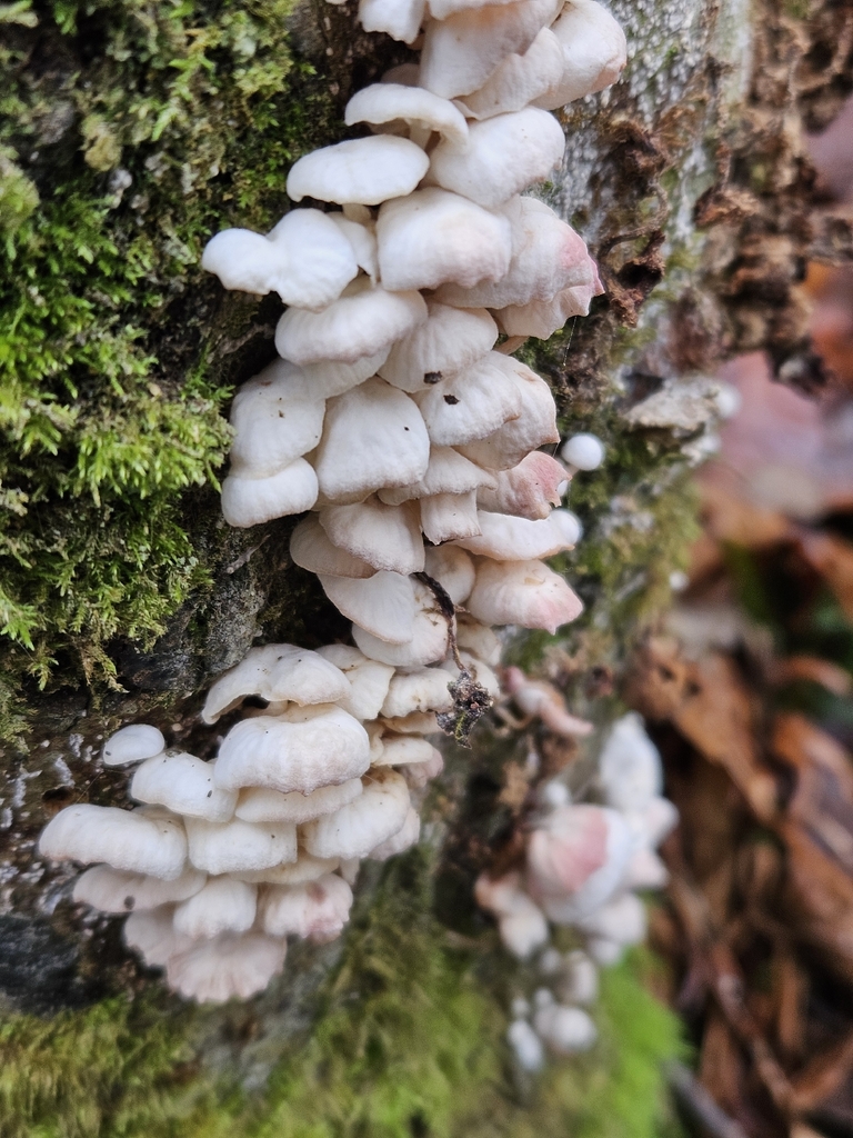 Marasmiellus candidus · January 2026 · photo: © tser (iNaturalist, cc-by)